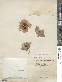 Gossypium arboreum image