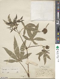 Gossypium arboreum image