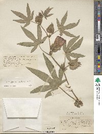 Gossypium arboreum image