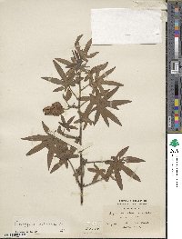 Gossypium arboreum image