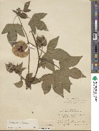 Gossypium arboreum image