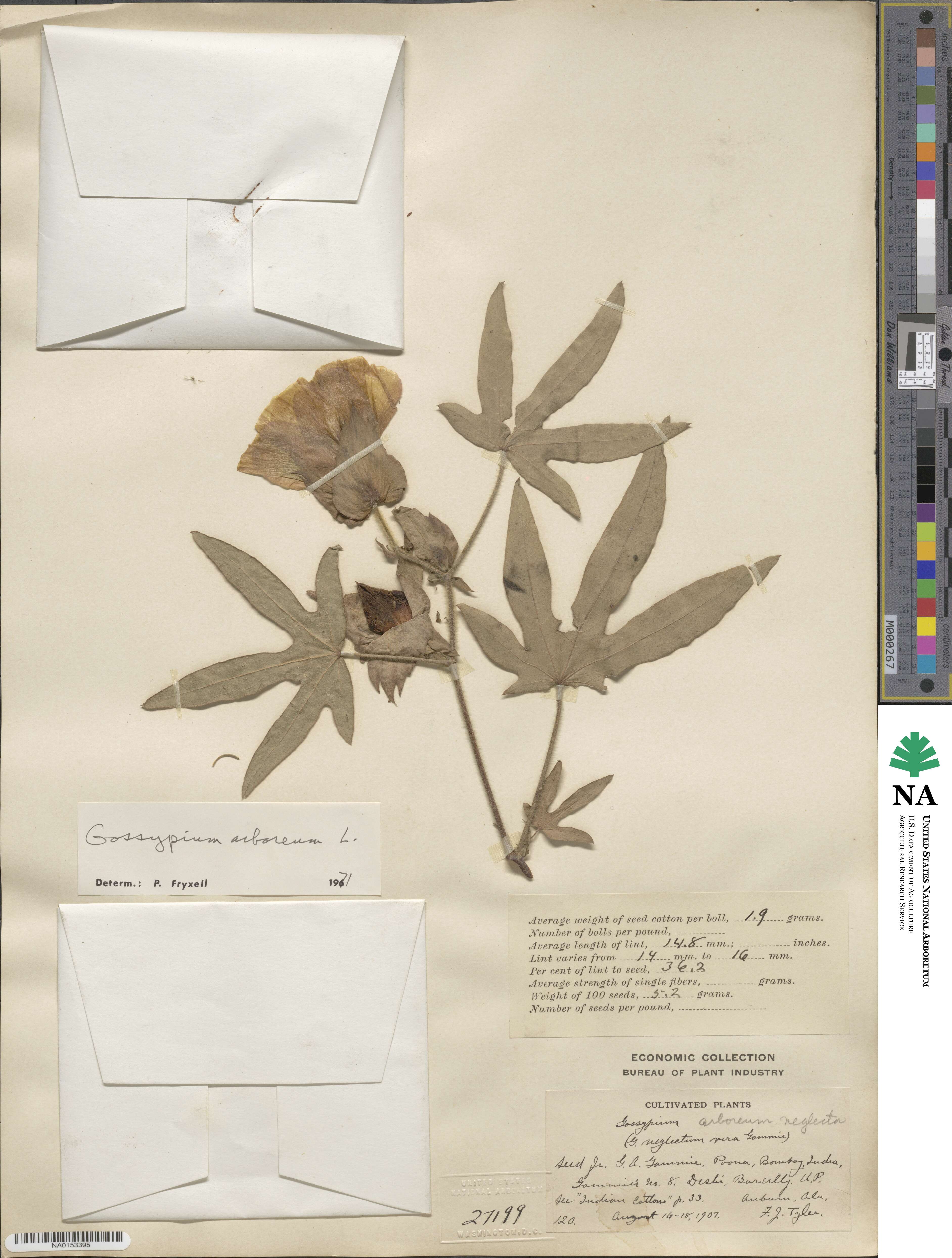Gossypium image