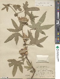 Gossypium arboreum image