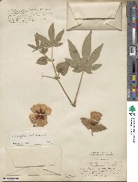 Gossypium arboreum image