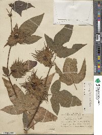 Gossypium barbadense image