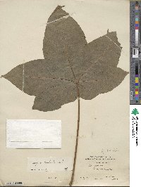 Gossypium barbadense image