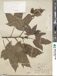 Gossypium barbadense image
