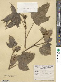 Gossypium barbadense image