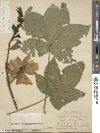 Gossypium barbadense image