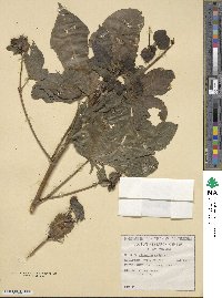 Gossypium barbadense image