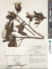 Gossypium barbadense image