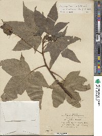 Gossypium barbadense image