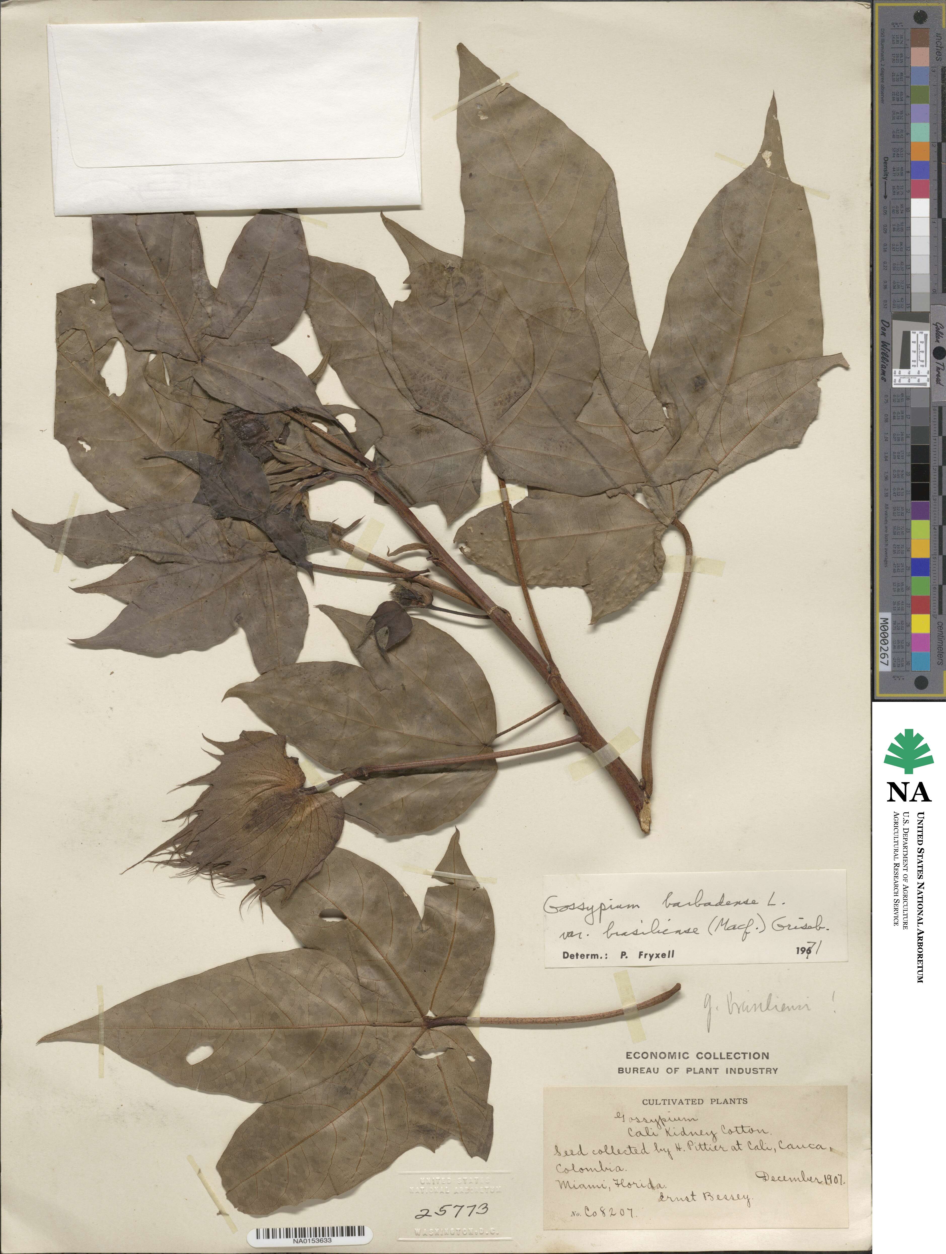 Gossypium barbadense image