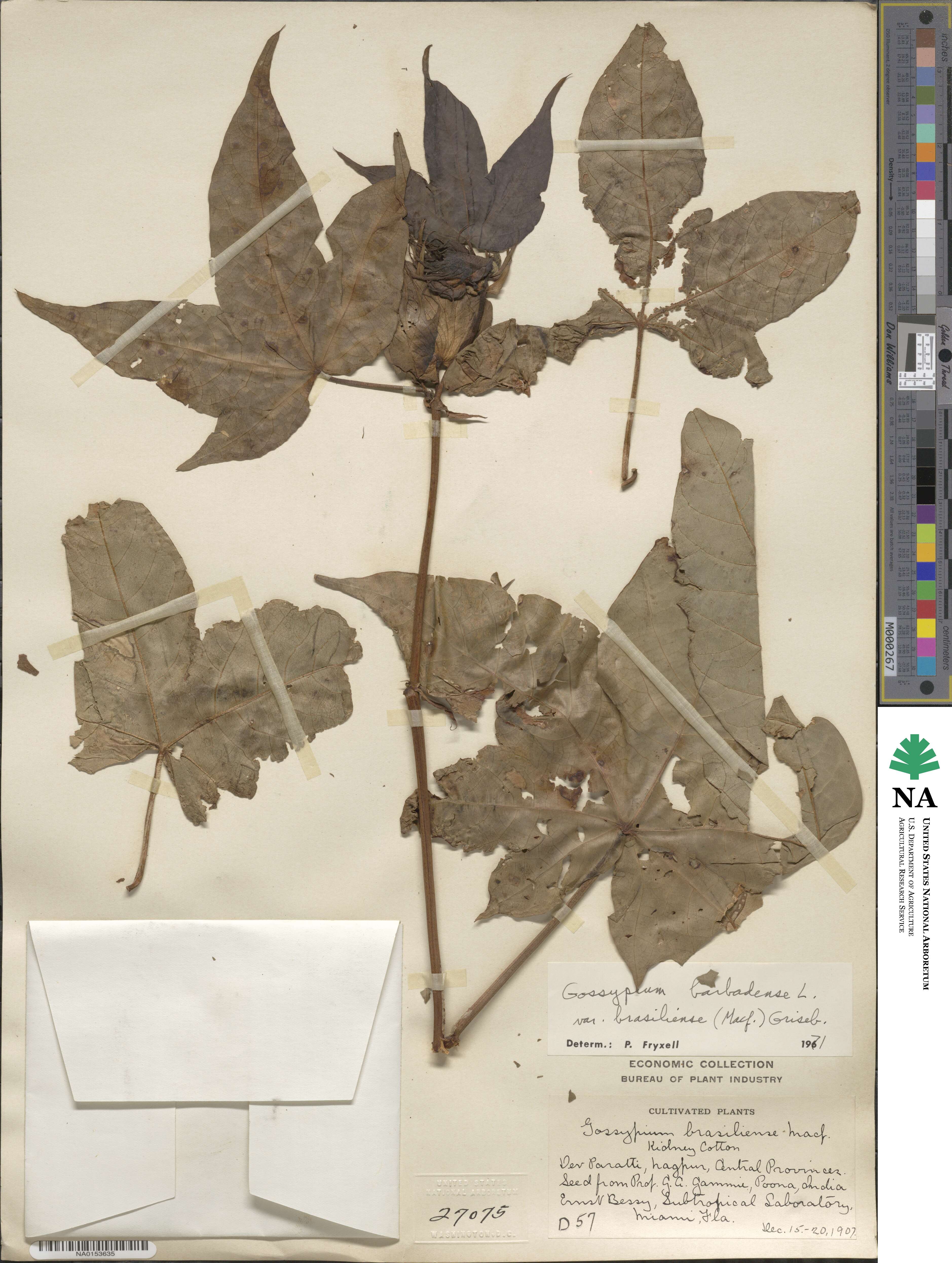 Gossypium barbadense image