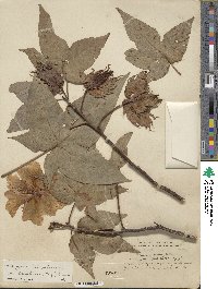 Gossypium barbadense image