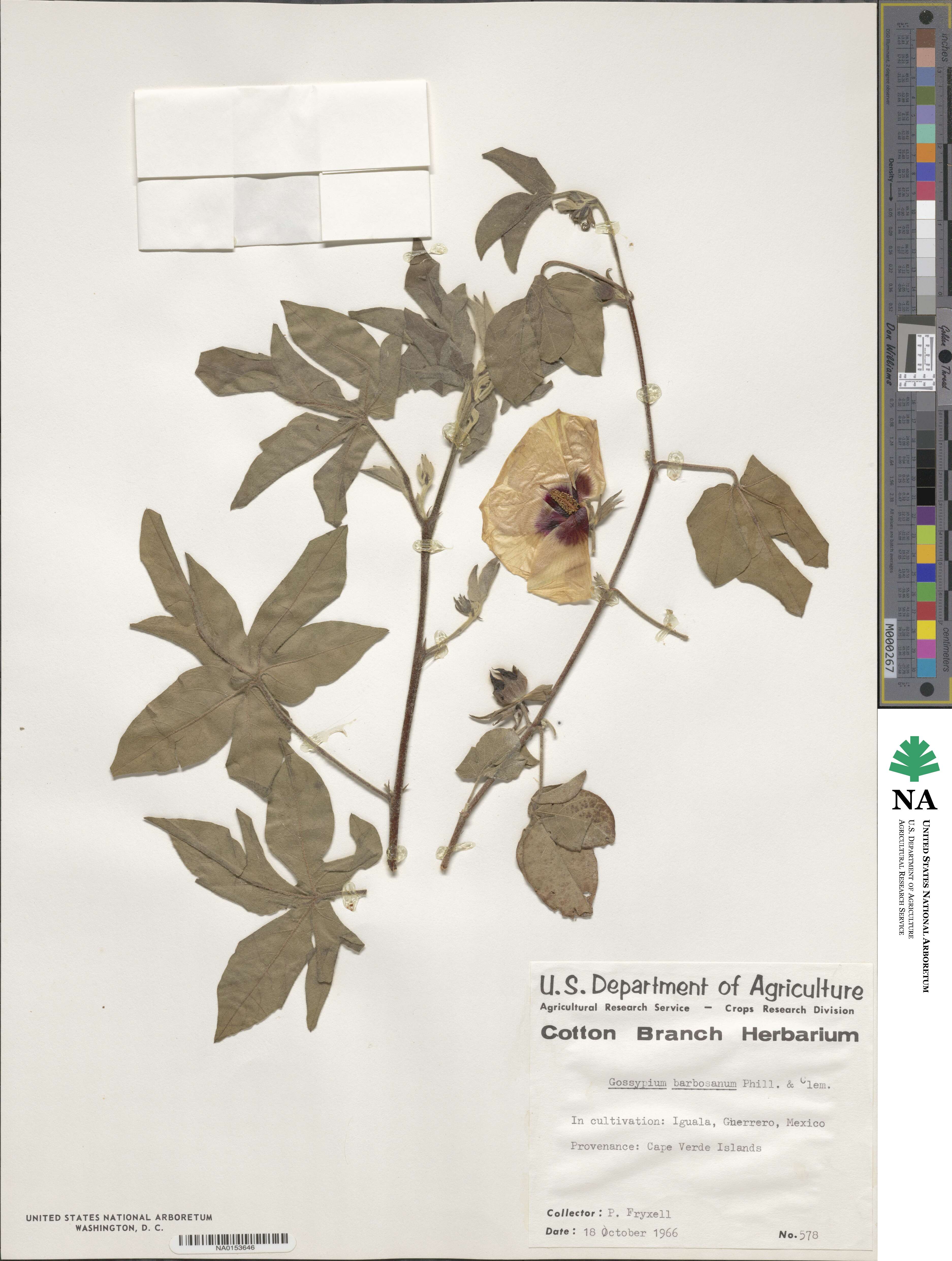 Gossypium anomalum subsp. senarense image