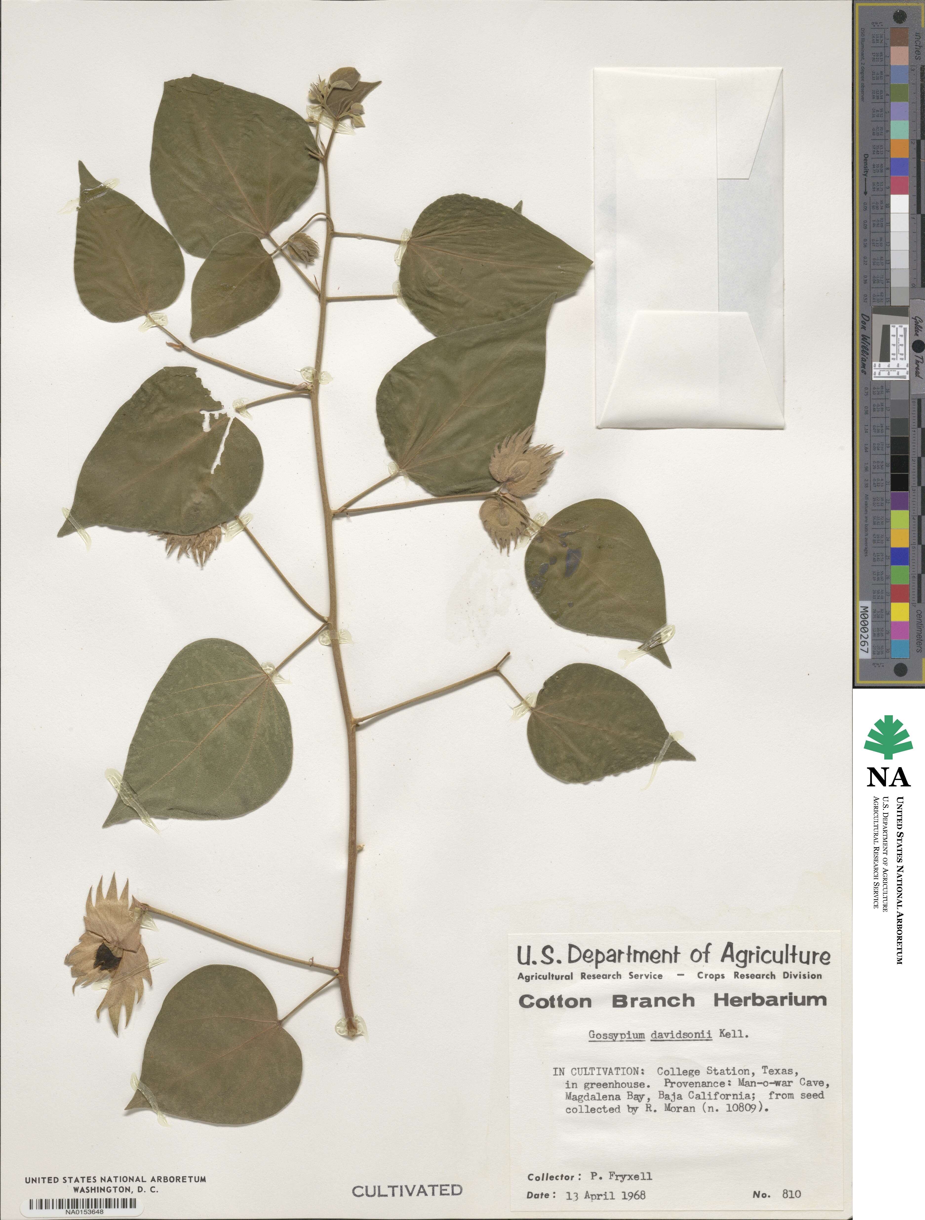 Gossypium klotzschianum subsp. davidsonii image