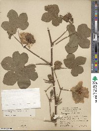 Gossypium herbaceum image