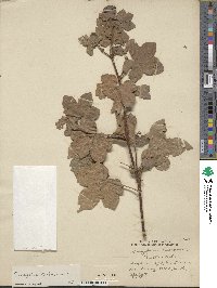 Gossypium herbaceum image