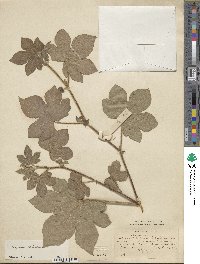 Gossypium herbaceum image