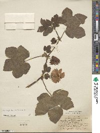 Gossypium herbaceum image