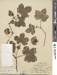Gossypium herbaceum image