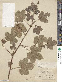 Gossypium herbaceum image