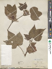 Gossypium herbaceum image