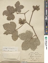 Gossypium herbaceum image