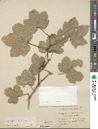 Gossypium herbaceum image