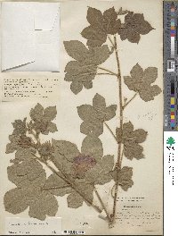Gossypium herbaceum image
