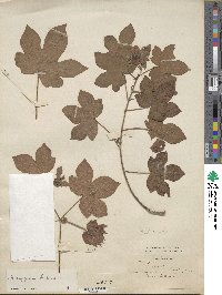 Gossypium herbaceum image