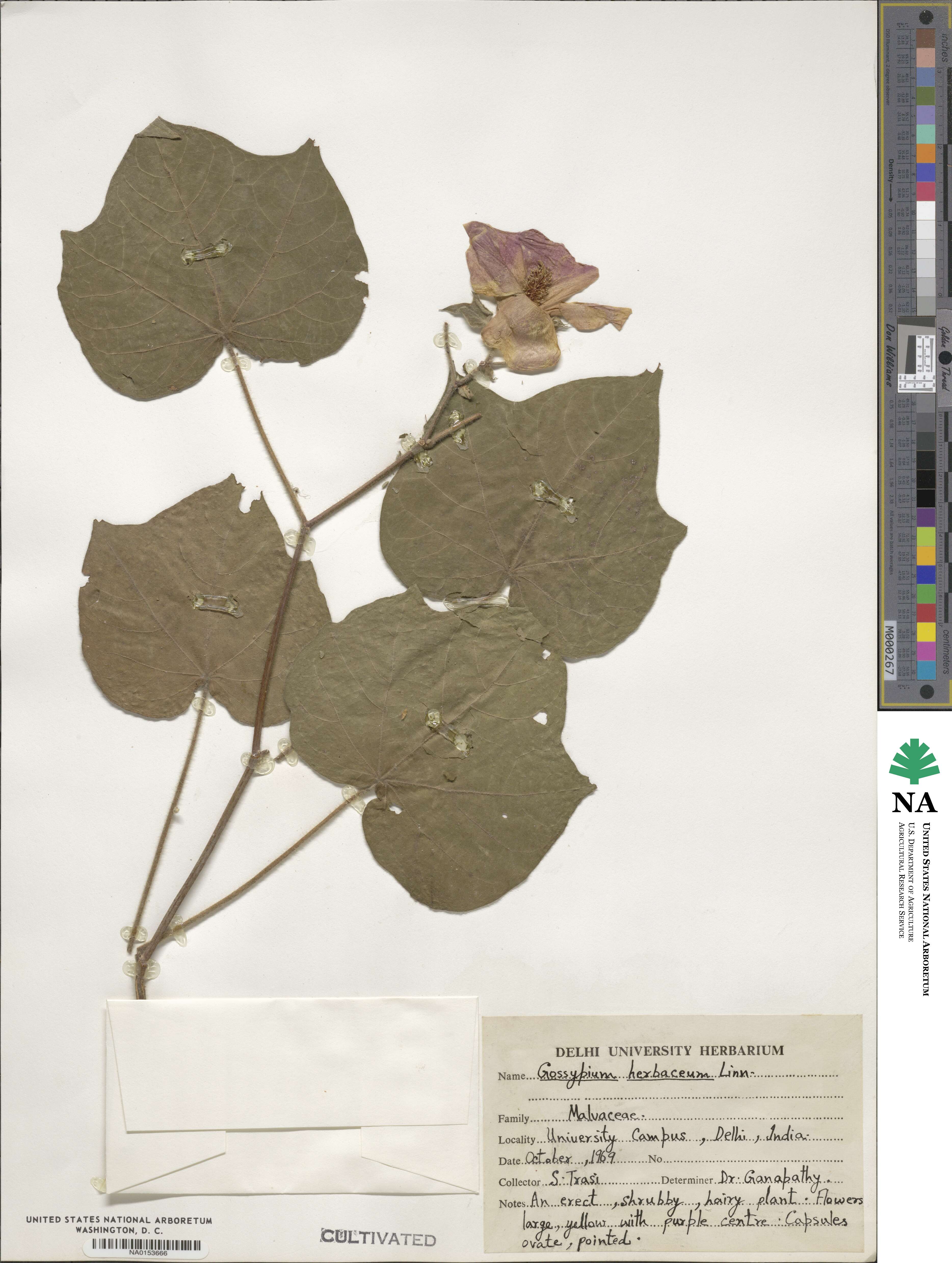 Gossypium herbaceum image