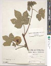 Gossypium herbaceum image