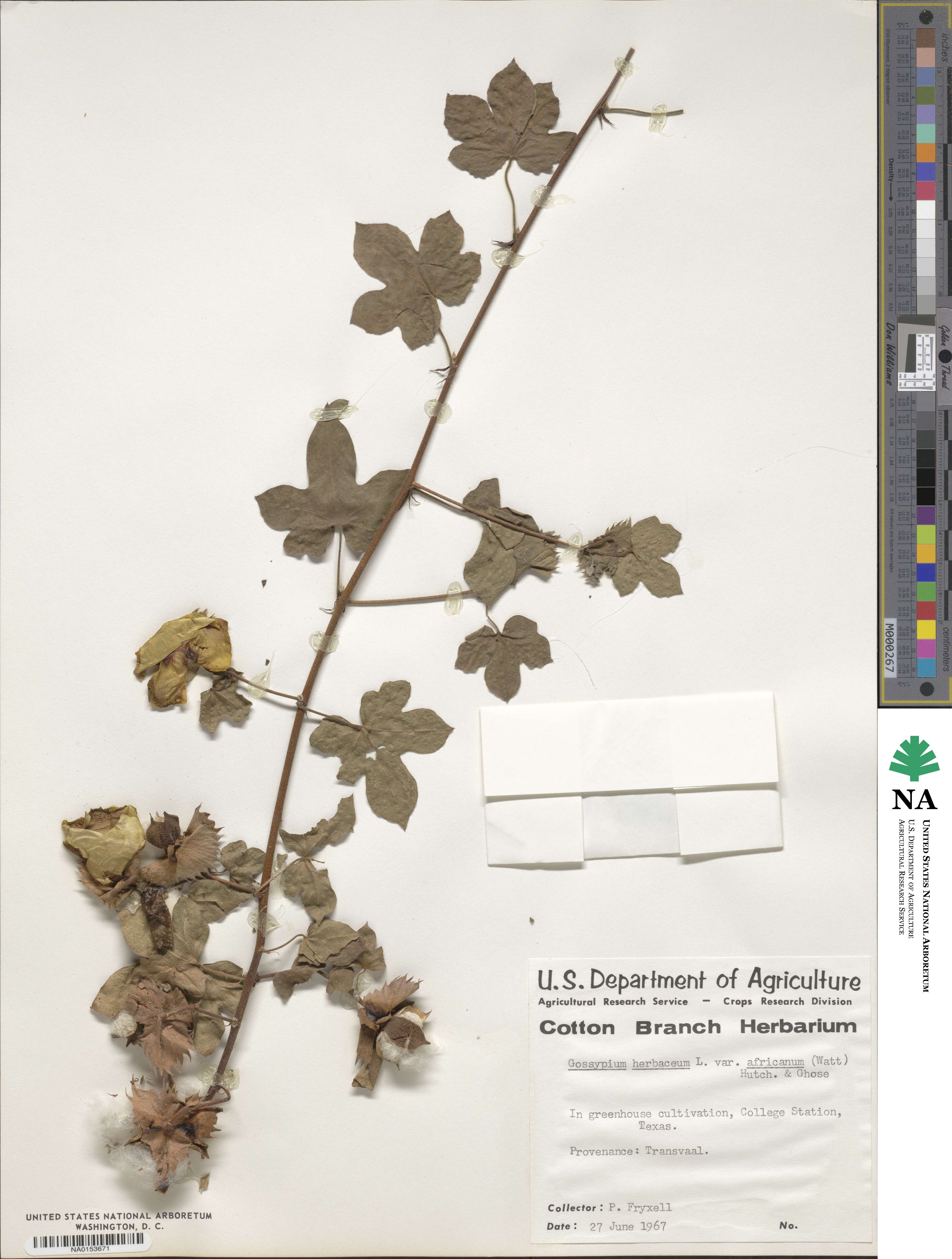 Gossypium herbaceum subsp. africanum image