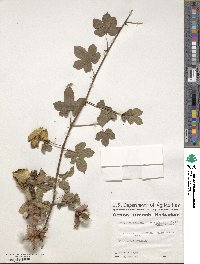 Gossypium herbaceum image