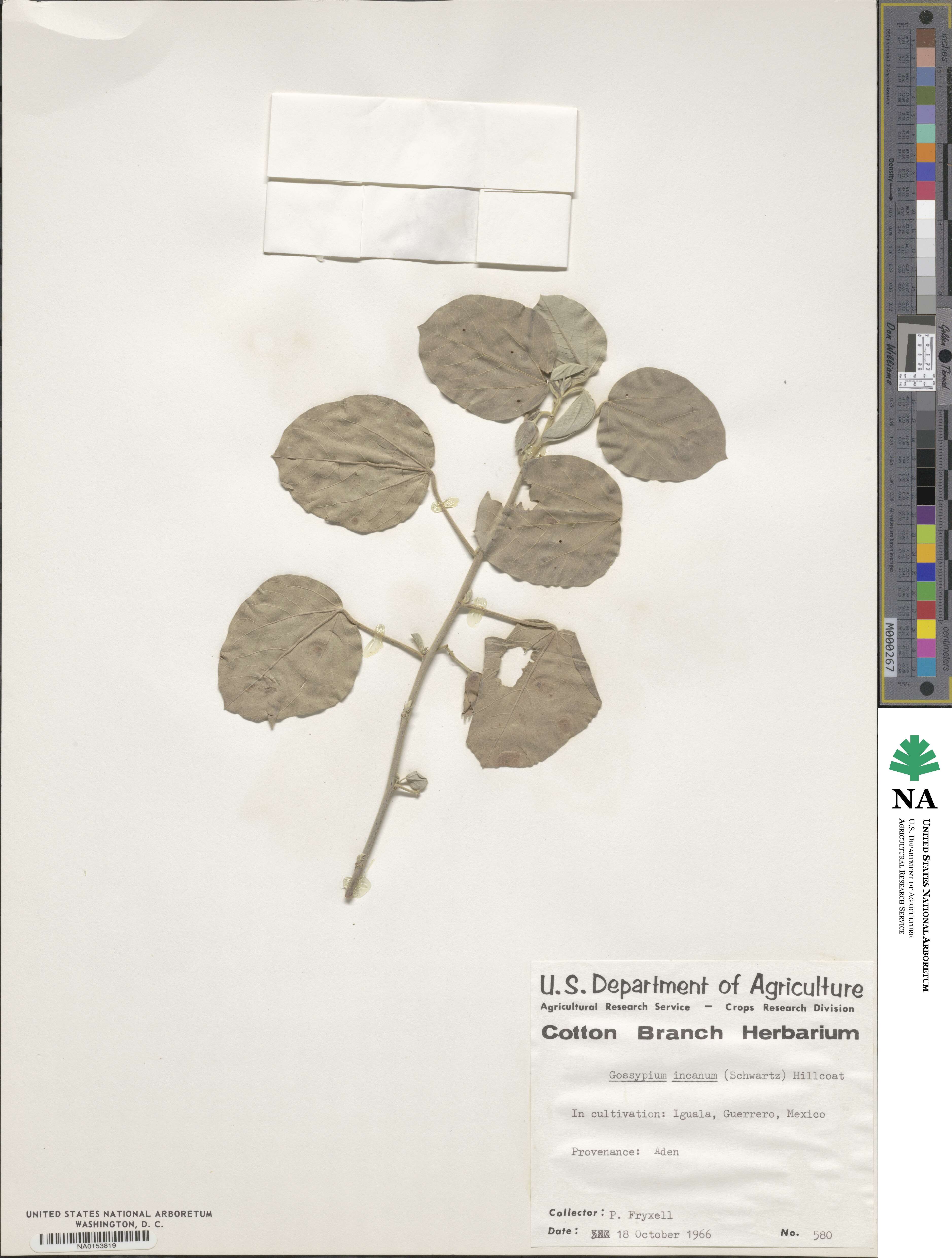 Gossypium incanum image