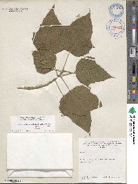 Hibiscus platanifolius image