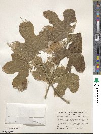 Hibiscus platanifolius image