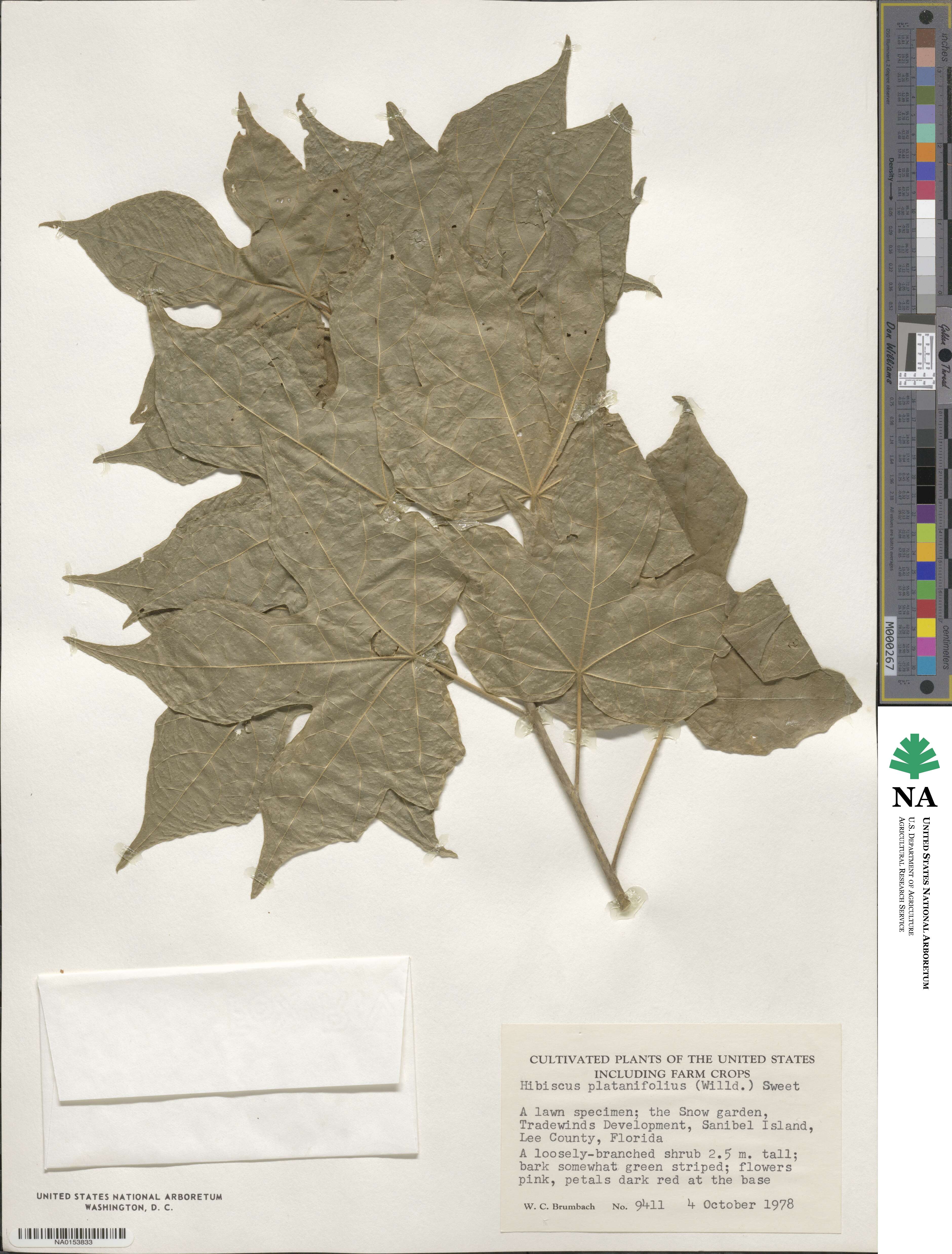 Hibiscus platanifolius image
