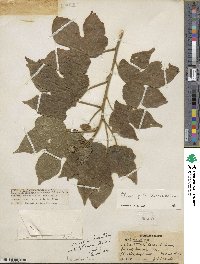 Hibiscus platanifolius image