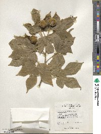 Hibiscus platanifolius image