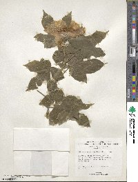Hibiscus platanifolius image