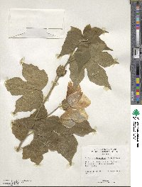 Hibiscus platanifolius image