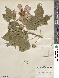 Hibiscus platanifolius image