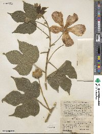 Hibiscus platanifolius image