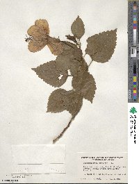 Hibiscus rosa-sinensis image