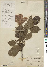 Hibiscus rosa-sinensis image