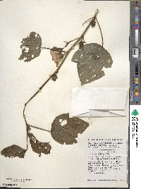 Hibiscus sabdariffa image