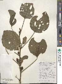 Hibiscus sabdariffa image